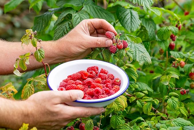 Premium Raspberry Potting Soil Mix - Optimal Blend for Thriving and Juicy Berries - 5 Quart