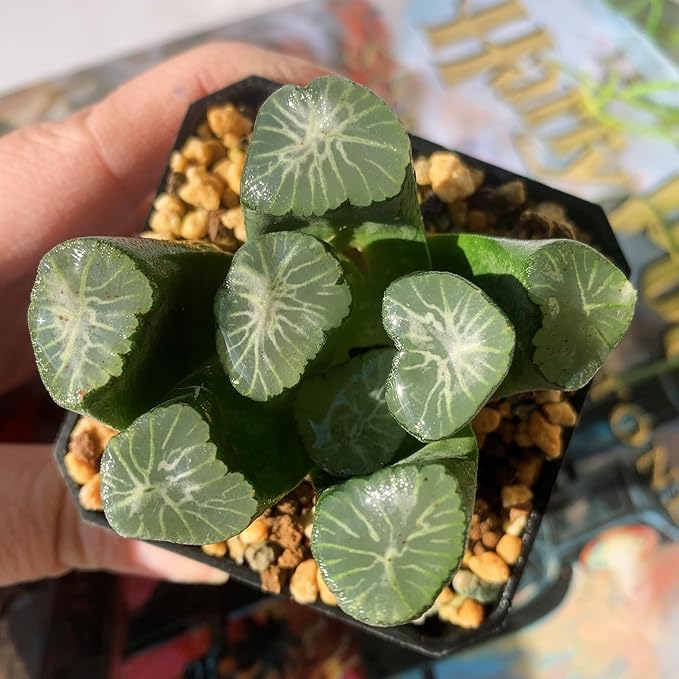 Haworthia Maughanii-Sacred Spring Rare Live Succulent Plants, 2.5" Bare Root Without Pot & Soil, Garden Indoor Office Desk Baby Shower Decoration, Friend Plant Lovers Gifts