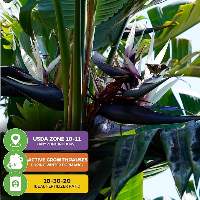 White Bird of Paradise Live Plant - Strelitzia Reginae - Wellspring Gardens - Tropical Flowering Perennial, Exotic Indoor/Outdoor Houseplant, Easy Care, Low Maintenance Starter Plant