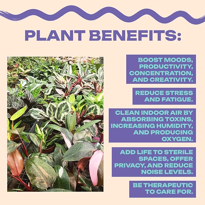 Alocasia Ninja | Live Plant in a 2 or 4 Inch Growers Pot, Live Indoor, Easy to Grow, Easy to Care, and Low Maintenance Houseplant (2-inch Pot)