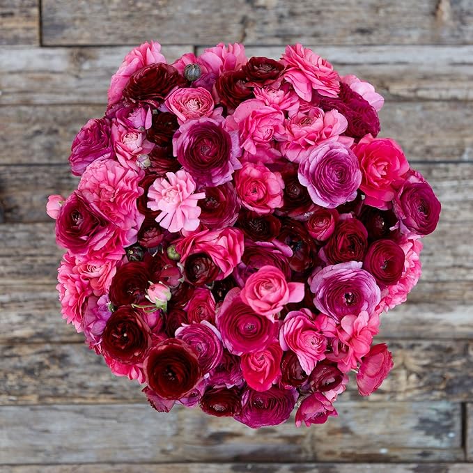 Eden Brothers Ranunculus Bulbs - Vineyard Mix