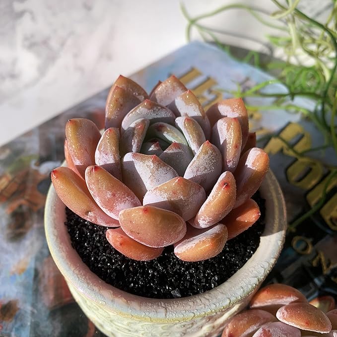 Echeveria Sang-A Rare Live Succulent Plants, 1 Head 2.2" Bare Root Without Pot & Soil, Garden Indoor Office Desk Baby Shower Decoration, Friend Plant Lovers Gifts