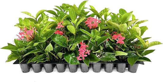 Nora Grant Ixora Plant | 20 Live Plants | Vibrant Pink Blooms | Tropical Flowering Shrub | Ideal for Landscapes & Gardens | Lush Decorative Foliage | Ixora coccinea