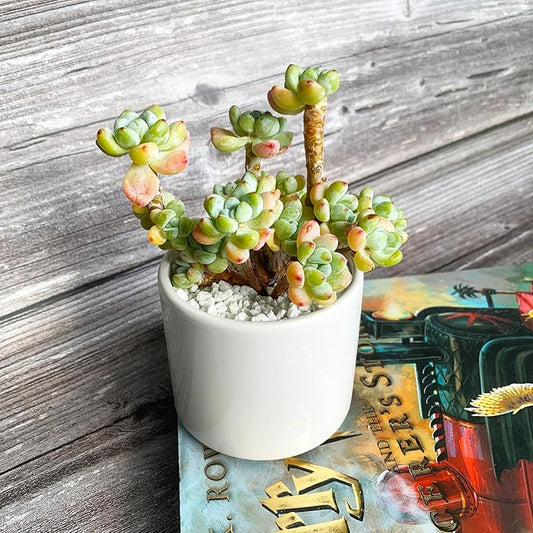 Sedum Clavatum Rare Live Succulent Plants, Cluster 3" Orange Green, Bare Root Without Pot & Soil, Garden Indoor Office Desk Baby Shower Decoration, Friend Plant Lovers Gifts