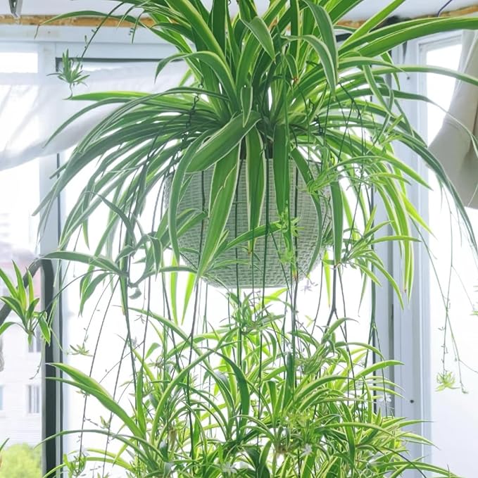 2 Reverse Variegated Spider Plant Cuttings – Fast-Growing Indoor Houseplants, Air-Purifying Hanging Basket Greenery