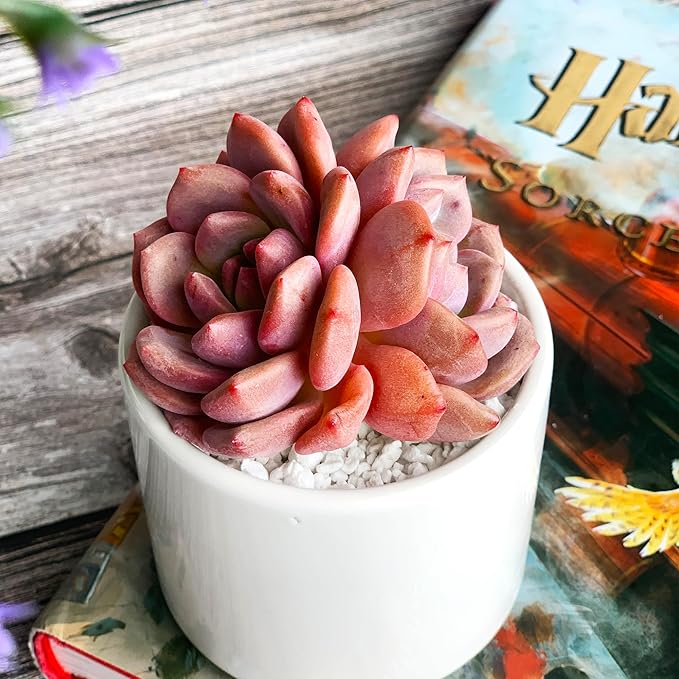 Generic Echeveria Ariel Rare Live Succulent Plants, 2 Heads 3"" Red, Bare Root Without Pot & Soil, 1/3/7 Pcs, Garden Indoor Office Desk Baby Shower Decoration, Friend Plant Lovers Gifts