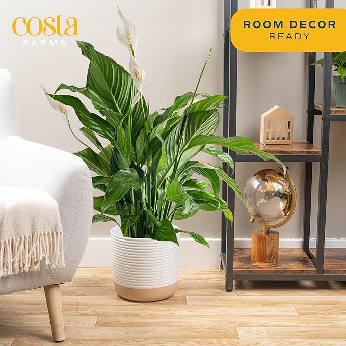 Costa Farms Peace Lily Live Plant in Decorative Pot, Air Purifying Flowering Large Indoor Houseplant, Perfect for Home, Room, or Office Decor, Great House Warming or Birthday Gift, 2-3 Feet Tall