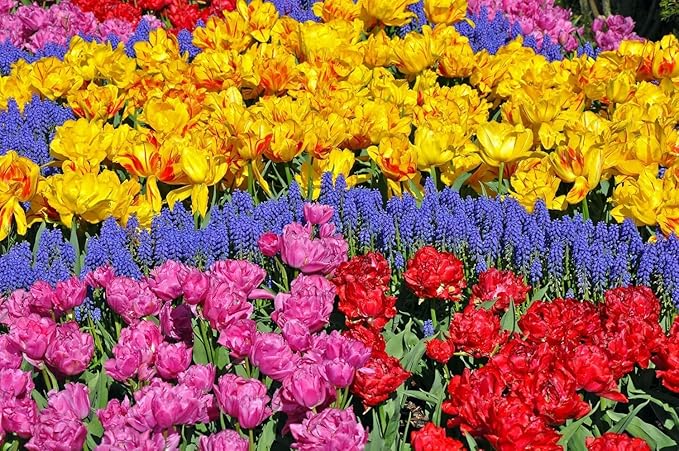 Complete Spring and Fall Flower Garden | 50 Fresh Bulbs | Bloom All Spring and Summer, Easy to Grow Flower Bulb, Indoor/Outdoor