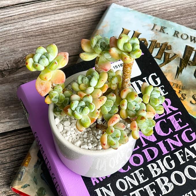 Sedum Clavatum Rare Live Succulent Plants, Cluster 3" Orange Green, Bare Root Without Pot & Soil, Garden Indoor Office Desk Baby Shower Decoration, Friend Plant Lovers Gifts