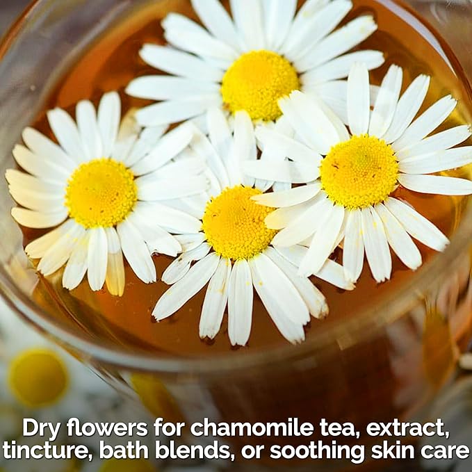 KVITER 2,500 German Chamomile Seeds for Planting (Matricaria Chamomilla/Recutita) – Heirloom & Non-Gmo Medicinal Herb Seeds, Flowers for Remedies & Chamomile Tea Organic – Indoors/Outdoors Herb Garden