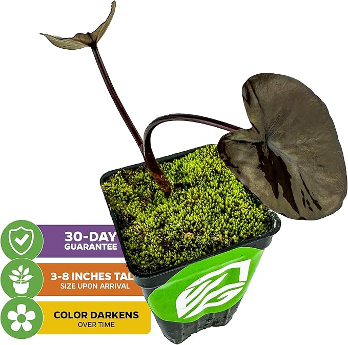 Black Magic Elephant Ear Live Plant - Colocasia esculenta by Wellspring Gardens - Ideal for Gardens & Containers - Great for Indoor Houseplants, Outdoor Landscaping & Garden Planting - Starter Plant