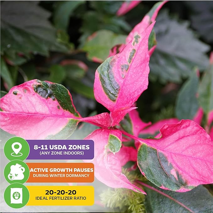 Alternanthera Party Time Joseph's Coat of Many Colors Live Plant - Alternanthera by Wellspring Gardens Starter Plant - Foliage for Gardens & Landscapes, Easy Care Outdoor Plant, Green and Pink Shrub