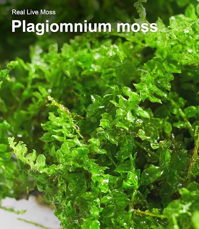 Real Live Moss Variety Pack (Each 3.5"x7"), Decorative Real Moss for Terrariums, Mini Gardens, Potted Plants & Bonsai – Naturally Grown, Reusable, Not Artificial