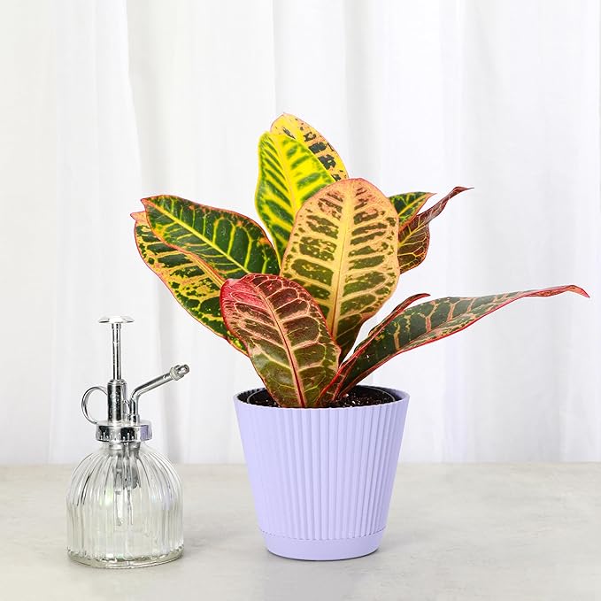 Thorsen's Greenhouse Live Petra Croton Plant, Codiaeum Variegatum, Colorful Foliage, Live Indoor Houselant (Lavender, 4-inch Pot)