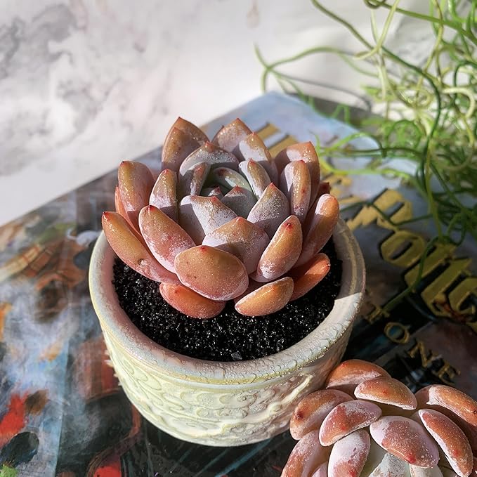 Echeveria Sang-A Rare Live Succulent Plants, 1 Head 2.2" Bare Root Without Pot & Soil, Garden Indoor Office Desk Baby Shower Decoration, Friend Plant Lovers Gifts