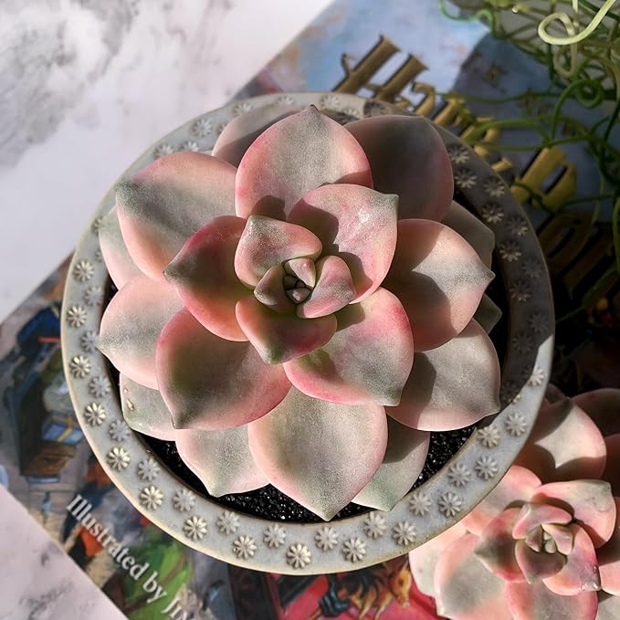 Graptopetalum Snow White Rare Live Succulent Plants, Variegated 2.5" Bare Root Without Pot & Soil, Garden Indoor Office Desk Baby Shower Decoration, Friend Plant Lovers Gifts