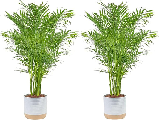 Costa Farms Cat Palm (2-Pack), Live Plants Houseplants in Decor Pots, Real Floor House Plant in Potting Soil, Housewarming Gift for New Home, Living Room, Office, Patio Palm Tree Decor, 3-4 Feet Tall
