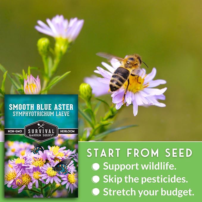 Survival Garden Seeds - Smooth Blue Aster Seeds for Planting | Symphyotrichum laeve | North American Native Wildflower | 1 Pack