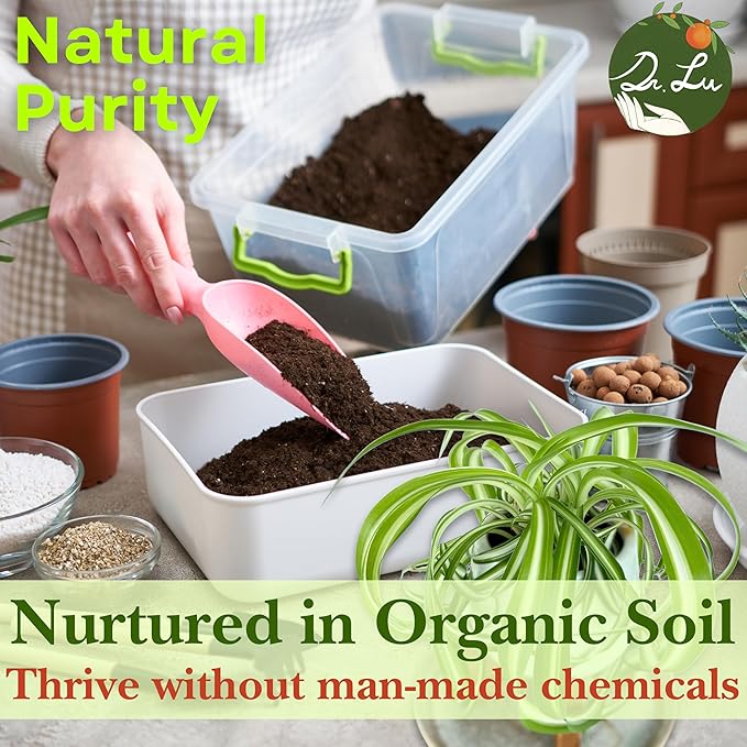 Dr. Lu’s Organic Bonnie Curly Spider Plant | Air Purifying House Plants | Rooted Spider Plant | Easy Grow Indoor Plants | Live Plants in 6'' Nursery Pot