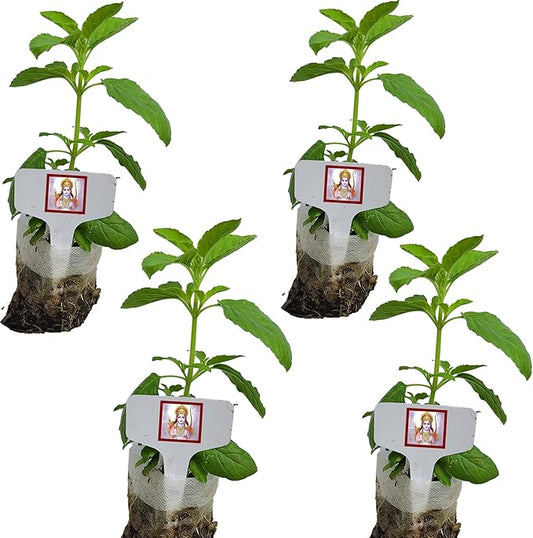 Four Live Rama Tulsi. for Puja with Indian Smell. Fresh, Edible with Growing Guide. Indoor/Outdoor. (4 Rama Tulsi in Sac)