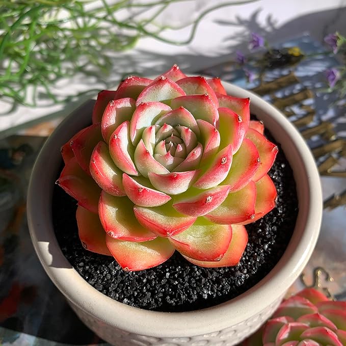Echeveria Silhouette Rare Live Succulent Plants, 1 Head 3.5" Bare Root Without Pot & Soil, Garden Indoor Office Desk Baby Shower Decoration, Friend Plant Lovers Gifts
