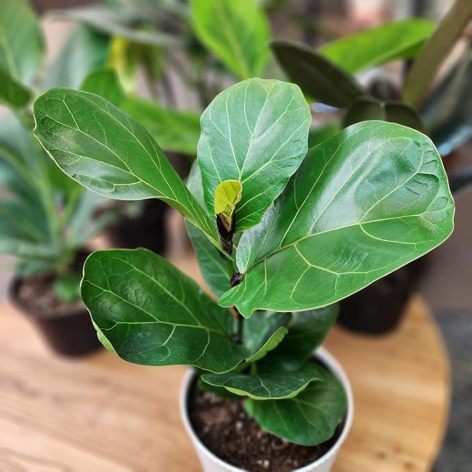 Live Fiddle Leaf Fig Tree Ficus, House Plant Decor in 6" White Pot, Easy Plant Gift, Live Ficus Tree, Real Office and Home Décor by Plants for Pets