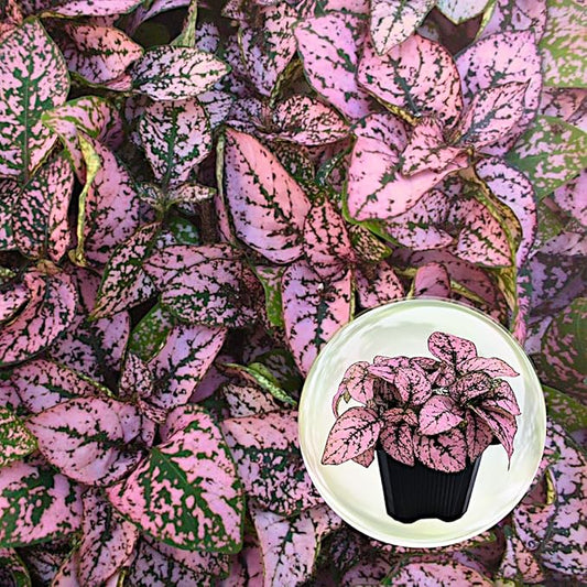 Polka Dot Plant (4-Pack) - Live Houseplants, Small Indoor Plants, Hypoestes Pink- Colorful, Air-Purifying House Plants