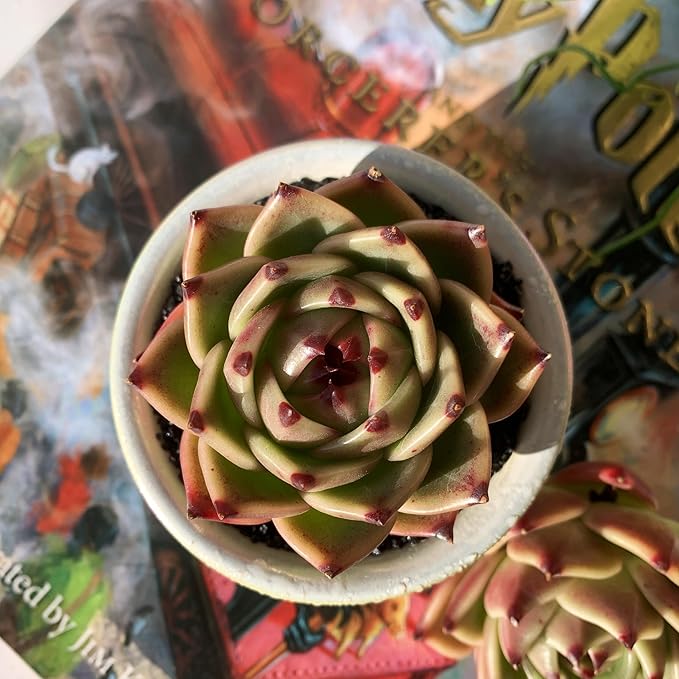 Echeveria Agavoides Blue Dragon Rare Live Succulent Plants, 1 Head 2.5" Bare Root Without Pot & Soil, Garden Indoor Office Desk Baby Shower Decoration, Friend Plant Lovers Gifts