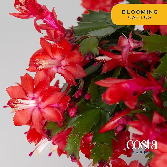 Costa Farms Christmas Cactus, 2-Pack, Fully Rooted Zygo, Live Indoor Holiday, Thanksgiving, and Christmas Room Decor, 10-Inches Tall