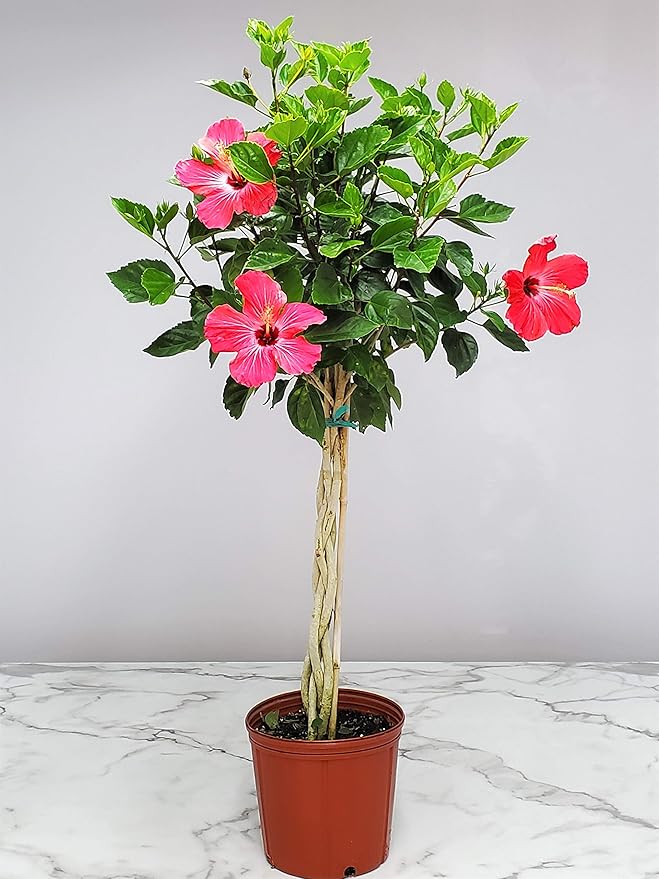 Hibiscus Plants Live - Braided Hibiscus Tree - Pink Painted Lady - Overall Height 38" to 44" - Tropical Plants of Florida (Plant in Growers Pot)