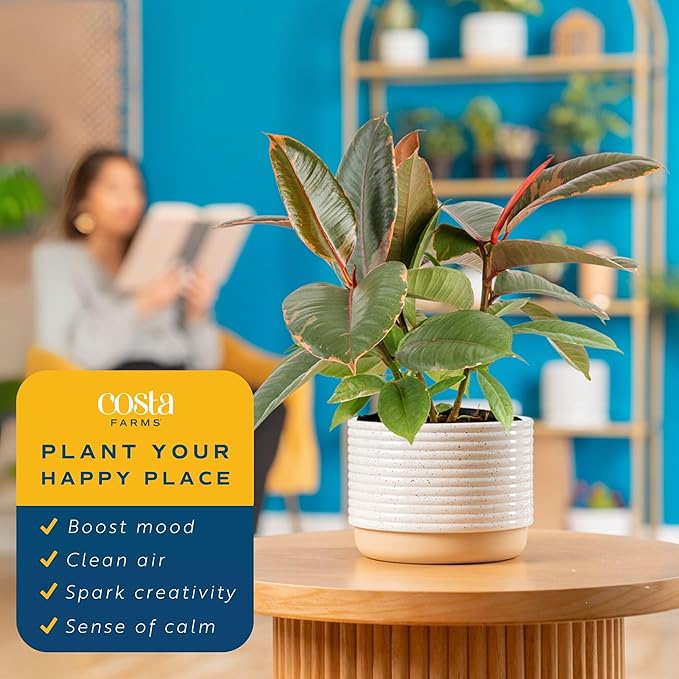 Costa Farms Ficus Live Plant, Easy to Grow Live Indoor Houseplant, Grower's Choice Collection, Potted in Minimal Decor Plant Pots, Potting Soil, Housewarming Gift, Home and Room Decor