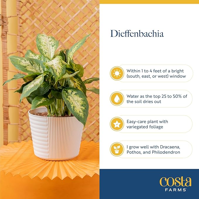 Costa Farms Dieffenbachia, Dumb Cane Live Plant in Decorative Pot, Easy to Maintain Indoor Houseplant, Perfect for Home, Room, or Office Decor, Great House Warming or Birthday Gift, 12-18 Inches Tall