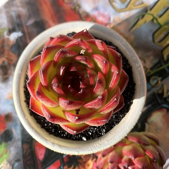 Echeveria Moon Stone Rare Live Succulent Plants, 1 Head 2.5" Bare Root Without Pot & Soil, Garden Indoor Office Desk Baby Shower Decoration, Friend Plant Lovers Gifts