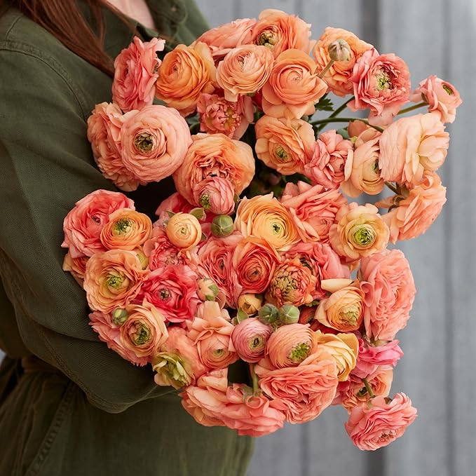 Eden Brothers Ranunculus Bulbs - Amandine Salmon
