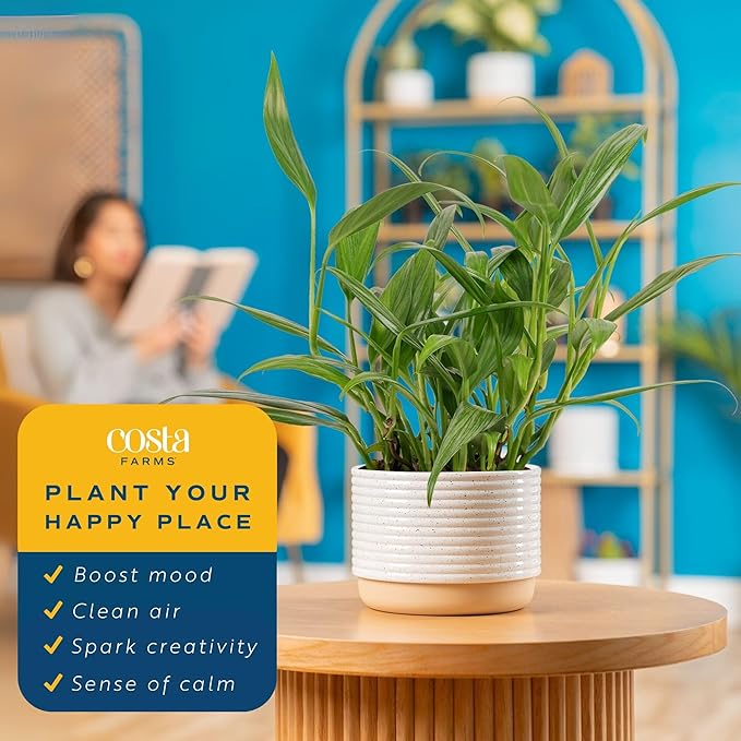 Costa Farms Live Pothos Plant, Assorted Devil's Ivy in Decorative Pot, Easy to Maintain, Air Purifying Indoor Houseplant, Home, Room, or Office Decor, House Warming or Birthday Gift, 12-14 Inches Tall