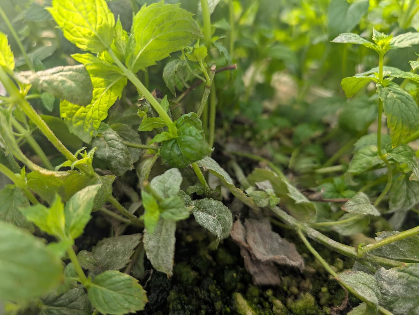 Plant Disease Control Spray – Natural Fungicide with Thyme Oil – Prevents Powdery Mildew, Botrytis, Anthracnose & More – Safe for Indoor/Outdoor Use – Family & Pet Friendly – 16oz