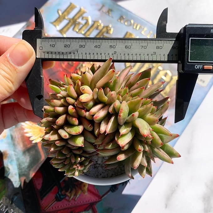 Echeveria Ek Soul Variegated Crested Rare Live Succulent Plants, 3.5" Bare Root Without Pot & Soil, Garden Indoor Office Desk Baby Shower Decoration, Friend Plant Lovers Gifts