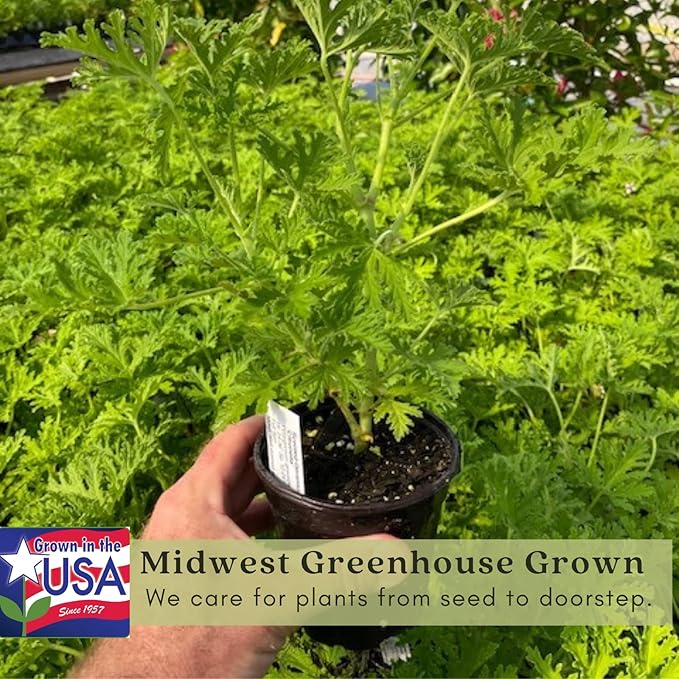 Clovers Garden Citronella Plants – Two (2) Live Plants – Non-GMO - Not Seeds - Each 4" to 8" Tall – in 4" Inch Pots - Citrosa Geranium Plant, Mosquito Repellent, Blooming, Edible