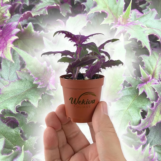 Purple Passion Plant - Royal Velvet Plant - Live Starter Plant in a 2 Inch Pot - Gynura Aurantica - Rare Indoor Houseplant