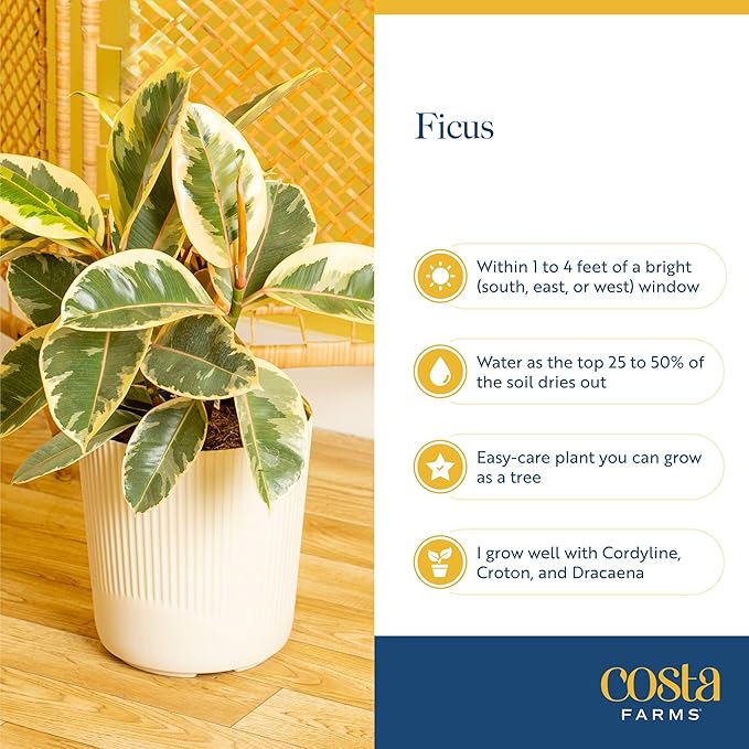 Costa Farms Ficus Audrey Live Plant | 1-2 Feet Tall Indoor Houseplant in 6-Inch Minimal Decor Pot | Easy to Grow, Air Purifying | Room, Office, and Home Decor