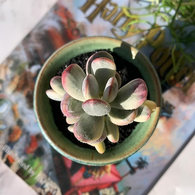Cotyledon Orbiculata cv. Variegated Rare Live Succulent Plants, 2.5" Bare Root Without Pot & Soil, Garden Indoor Office Desk Baby Shower Decoration, Friend Plant Lovers Gifts