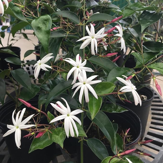Live Angel Wing Jasmine (Jasminum Nitidum) Plants - Fragrant, White Blooming Evergreen Shrub for Any Garden (4 jas Angel Cups)