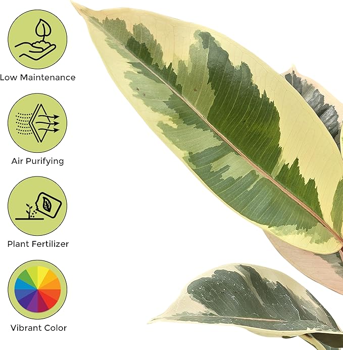 Bumble Plants Variegated Rubber Tree Ficus Tineke [Winter Thermal Packaging Included] | Elegant White, Green & Pink Leaves House Plants Indoors Live, Low Maintenance Live Plants Indoor