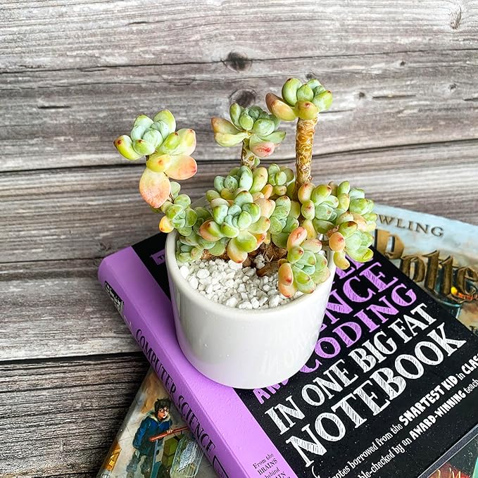 Sedum Clavatum Rare Live Succulent Plants, Cluster 3" Orange Green, Bare Root Without Pot & Soil, Garden Indoor Office Desk Baby Shower Decoration, Friend Plant Lovers Gifts