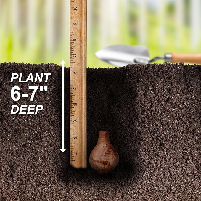 Garden State Bulb Narcissus Tazetta Minnow Daffodil Flower Bulbs, 12/14cm, Fall Planting (Bag of 25)