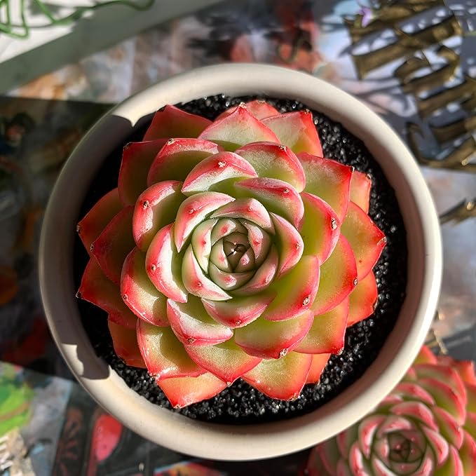 Echeveria Silhouette Rare Live Succulent Plants, 1 Head 3.5" Bare Root Without Pot & Soil, Garden Indoor Office Desk Baby Shower Decoration, Friend Plant Lovers Gifts