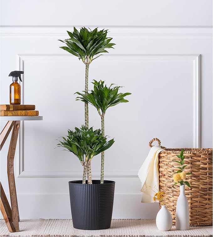 United Nursery Dracaena Janet Craig Compacta – Tall Indoor Plant in 10” Grower Pot – 38–42 Inches Tall – Low-Light, Air-Purifying Tropical Houseplant – Easy-Care Green Foliage for Home or Office