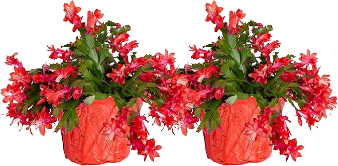 Costa Farms Christmas Cactus, 2-Pack, Fully Rooted Zygo, Live Indoor Holiday, Thanksgiving, and Christmas Room Decor, 10-Inches Tall