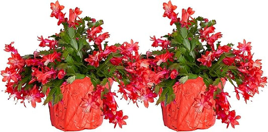Costa Farms Christmas Cactus, 2-Pack, Fully Rooted Zygo, Live Indoor Holiday, Thanksgiving, and Christmas Room Decor, 10-Inches Tall