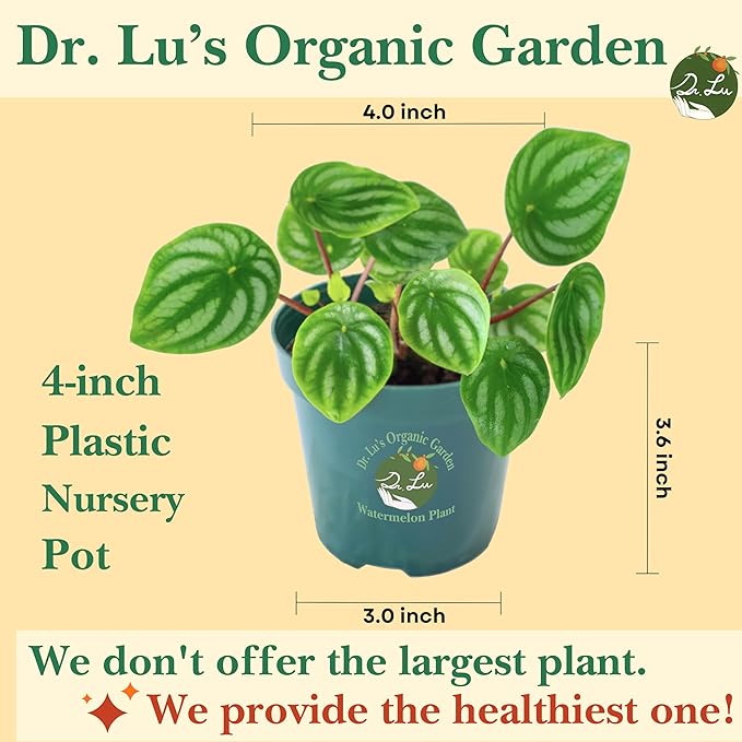 Dr. Lu’s Organic Watermelon Peperomia | Rare Peperomia Live Plant | Rooted Cute Watermelon Plant for Air Purifying | Easy Grow Peperomia Argyreia in 4'' Nursery Pot